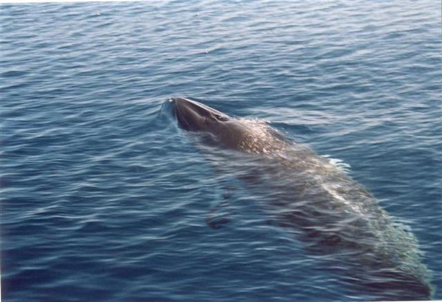 Minke whale